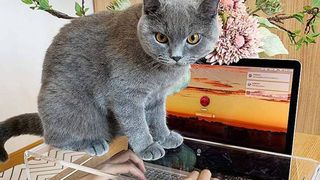 cat-proof laptop keyboard