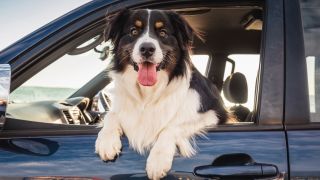 Dog in car 