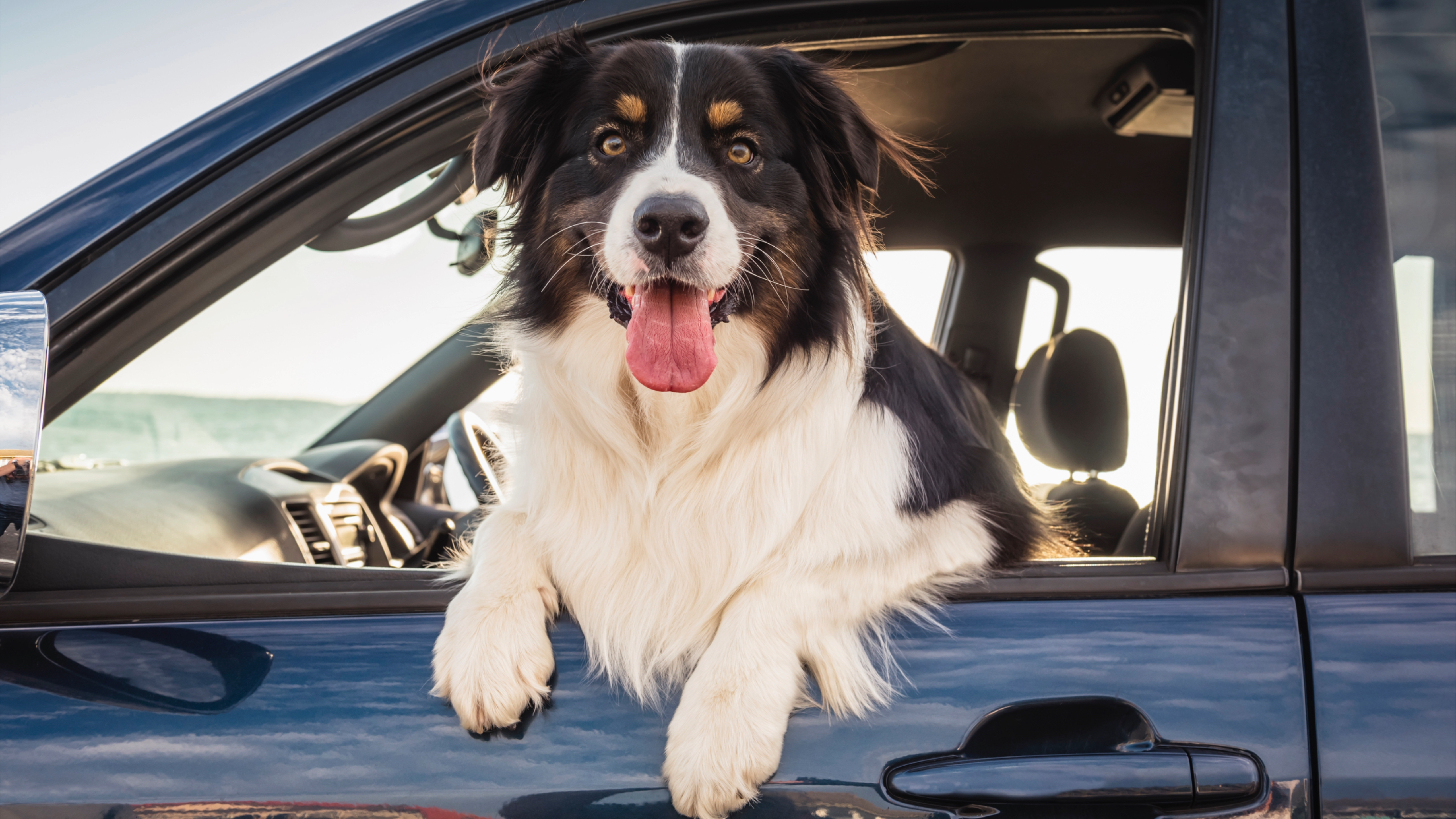 Dog in car