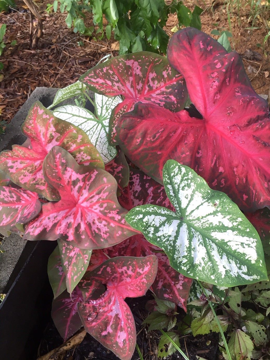 Pink Foliage Plants