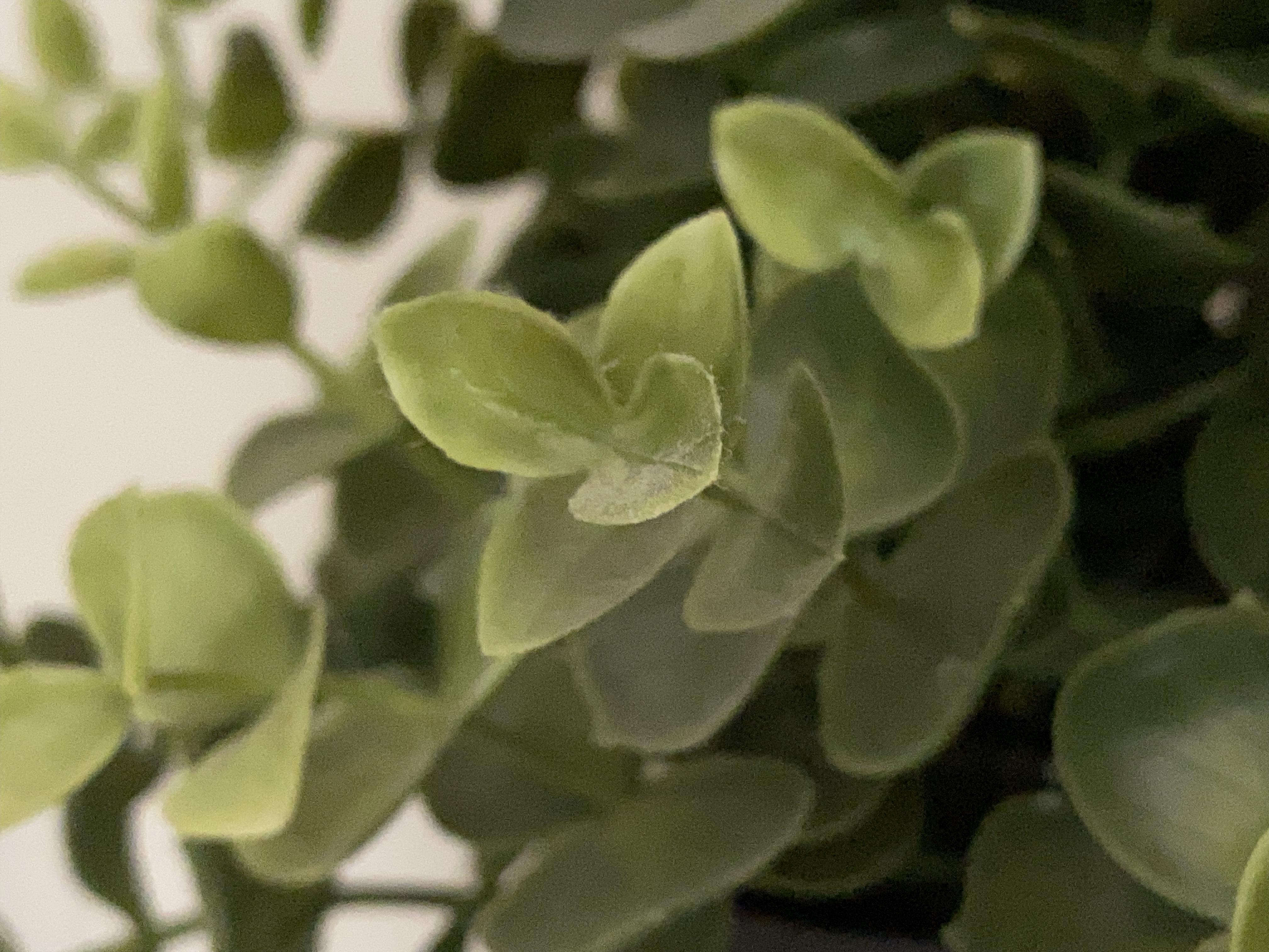 A photo of a fake plant taken on the iPhone 11 Pro