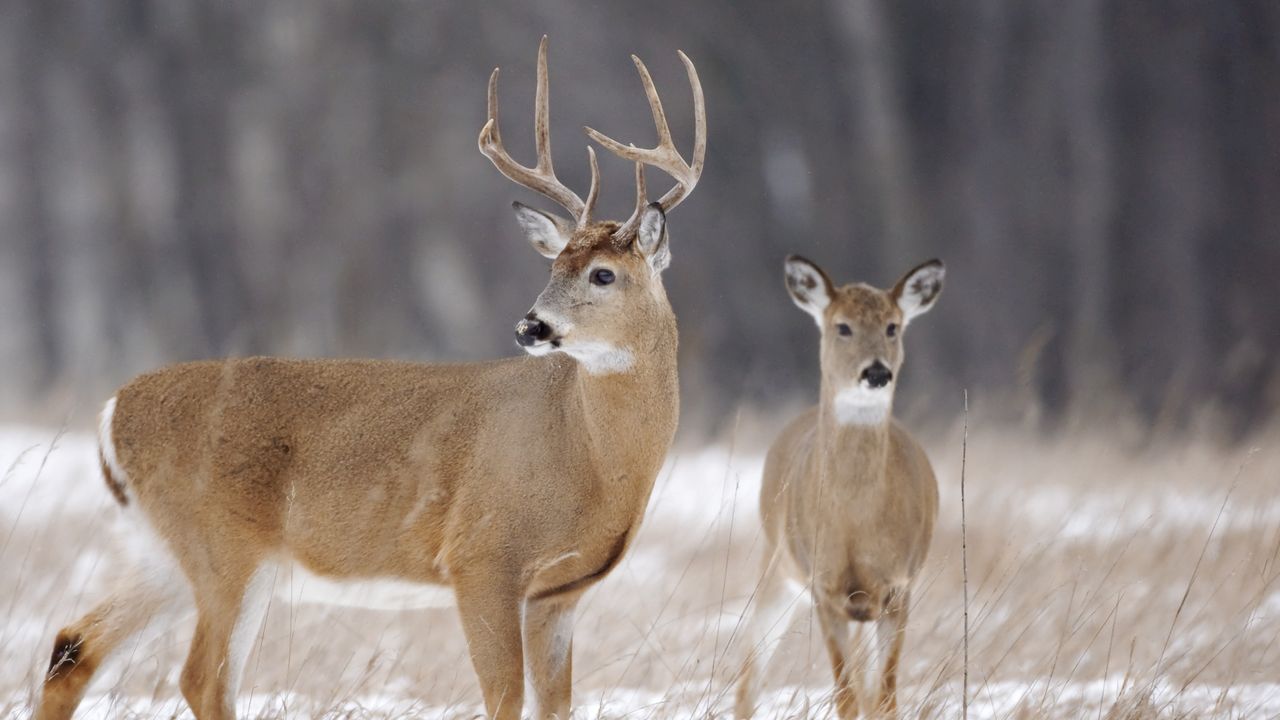 White tailed deer