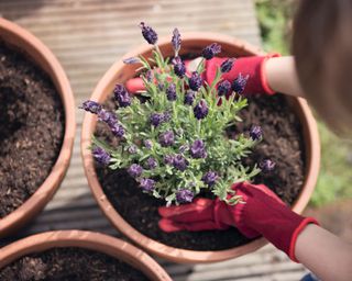 gardener potting some french lavender