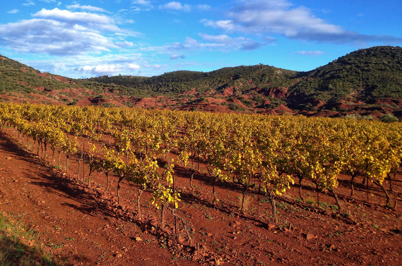 Vineyard Terrasses du Larzac