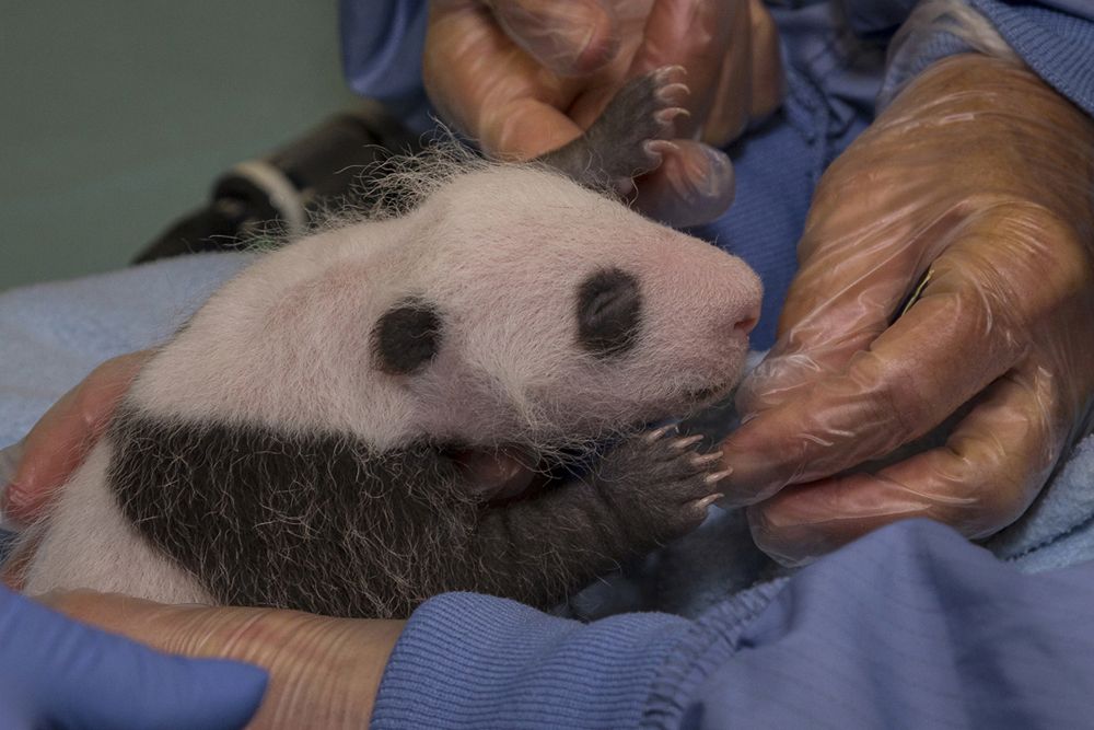 giant panda cub, cute baby animals, San Diego Zoo