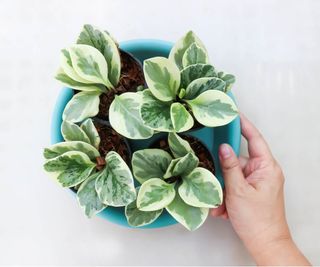 Baby rubber plants