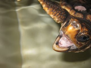 loggerhead sea turtle baby in tank