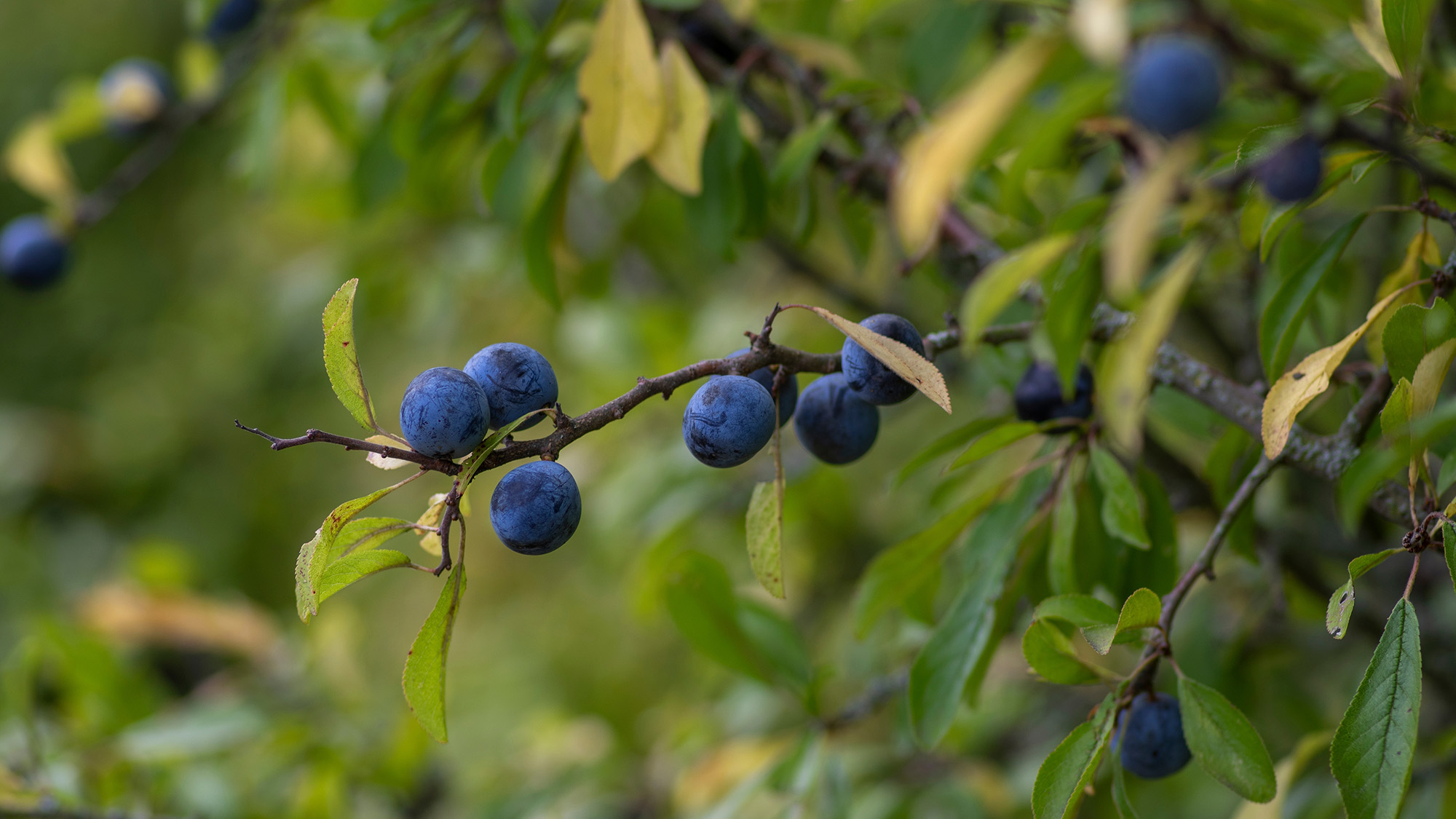 Blackthorn