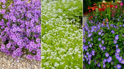 creeping phlox; sweet woodruff; geranium rozanne