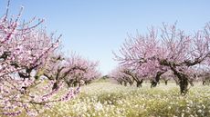 Almond tree blossom in field with blue sky