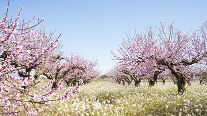 Almond tree blossom in field with blue sky
