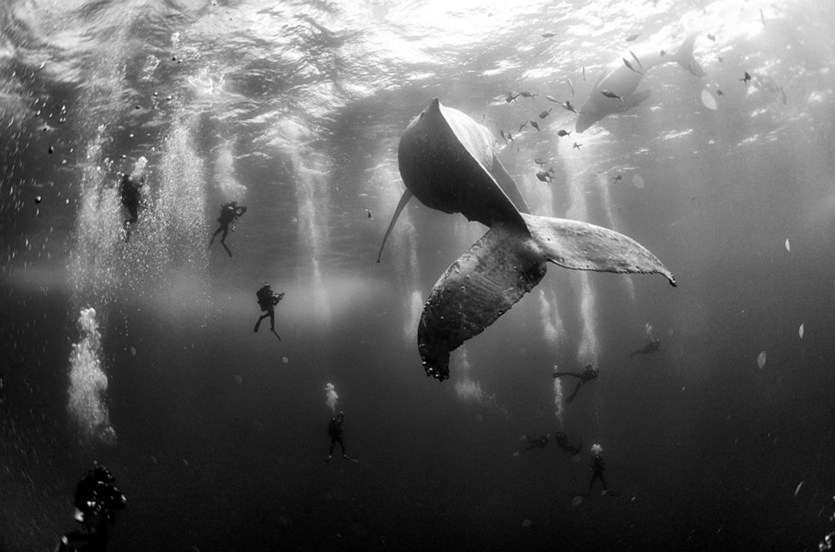 Anuar Patjane Floriuk - Whale Whisperers (Nature, second prize singles)