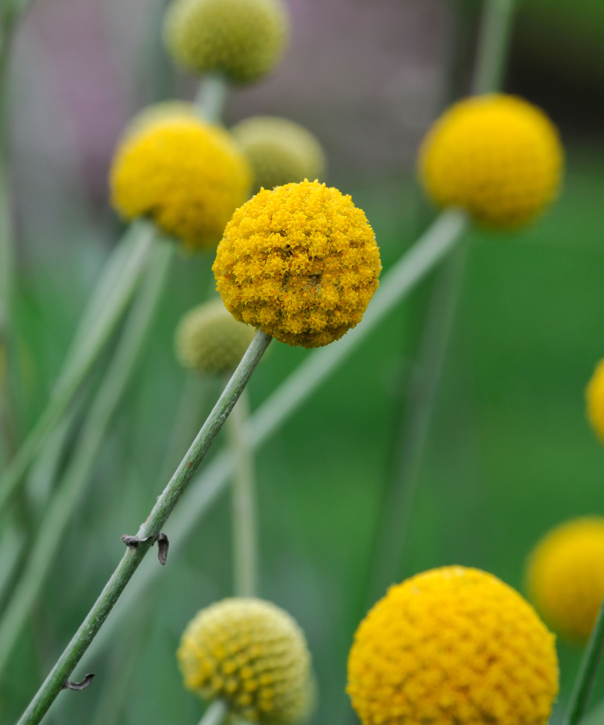Yellow billy buttons