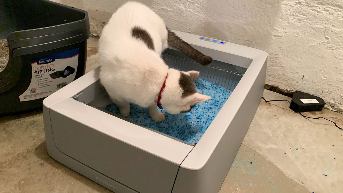 Petsafe ScoopFree Smart SelfCleaning Litterbox review Tom's Guide