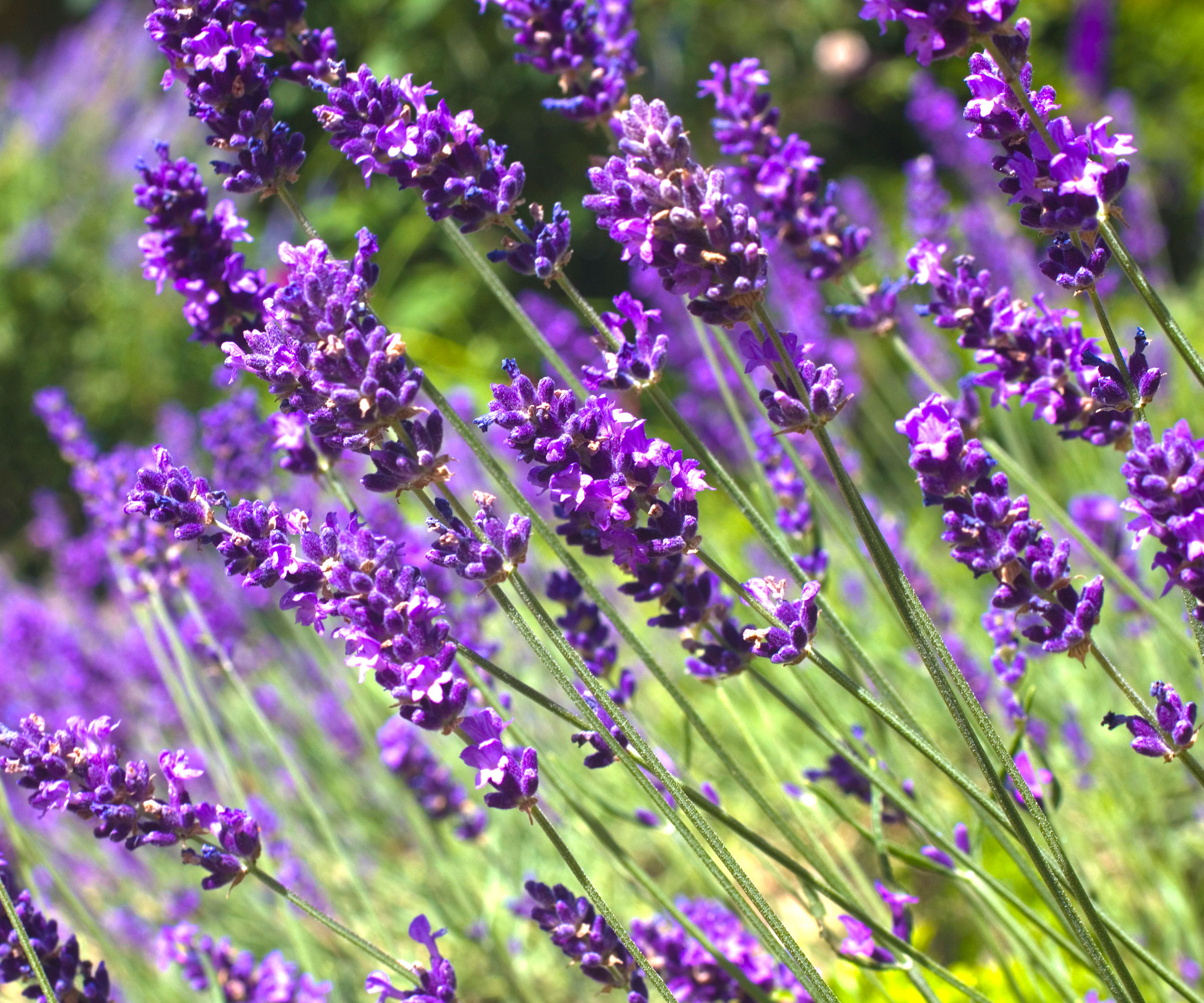 lavender plant with purple flower heads