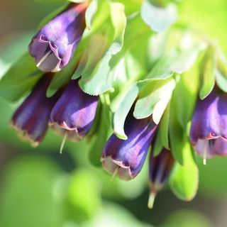 Outsidepride Cerinthe Major - 100 Seeds