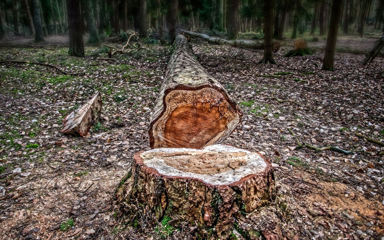 A felled tree.