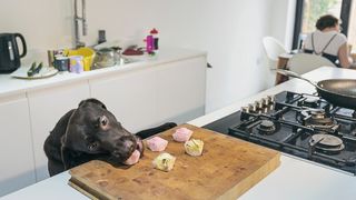 A chocolate labrador stealing cupcakes from the kitchen counter