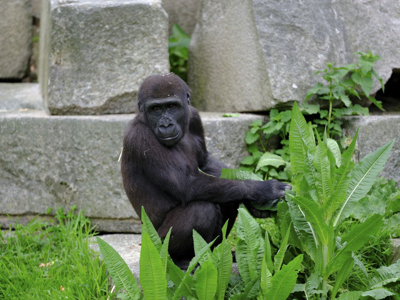Gorilla photo with various Fujifilm GFX100S II film simulations applied
