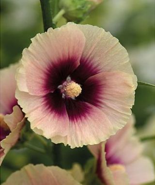 Cottage garden plants – hollyhock