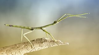 a stick insect standing on a branch with a blurred yellow and blue background