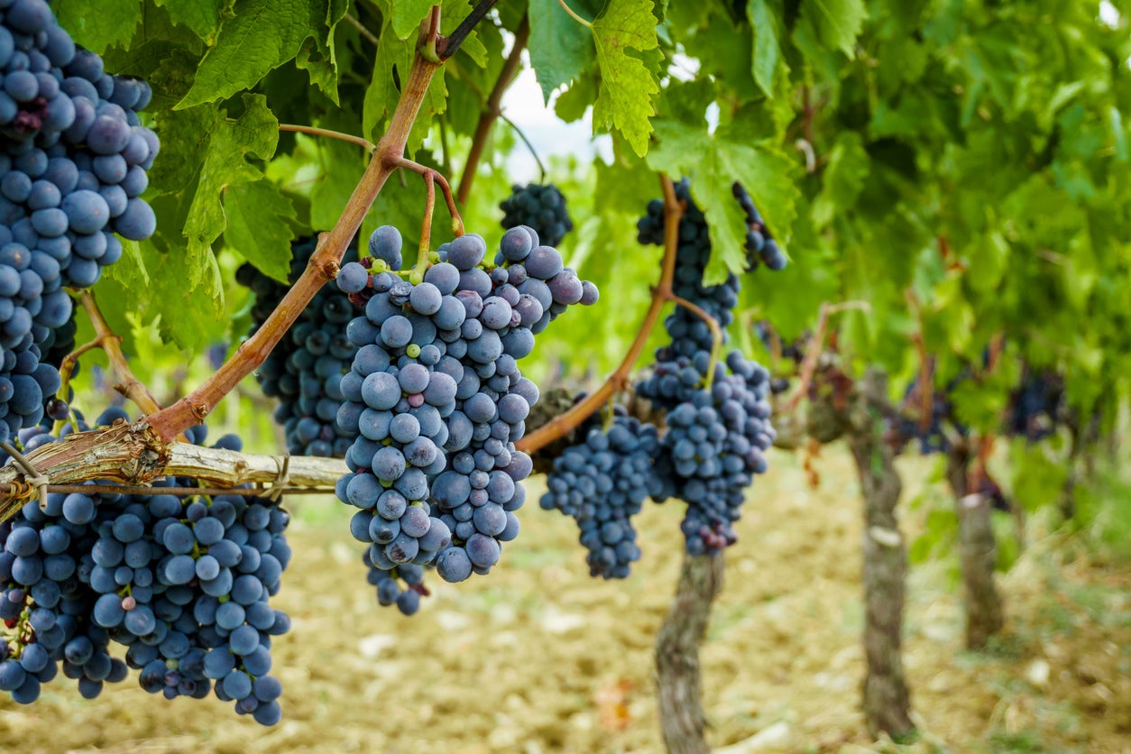 Isn\'t Why How Grapevine Gardening Grapes Fruiting On Know | Grapevine Are – No There