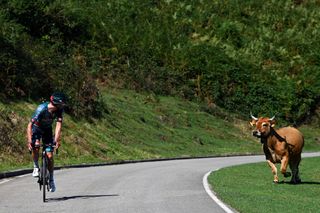 A menacing bovine chases Nico Denz during the Vuelta