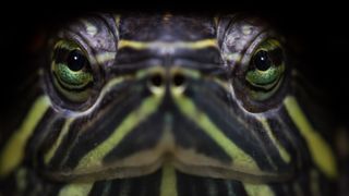 Close up of pet turtle eyes