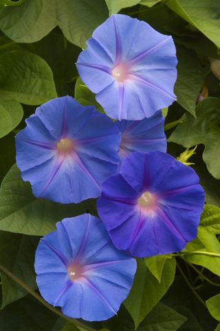 A close up of blue morning glory flowers