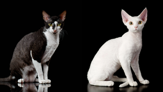 Devon Rex (left) Cornish Rex (right)