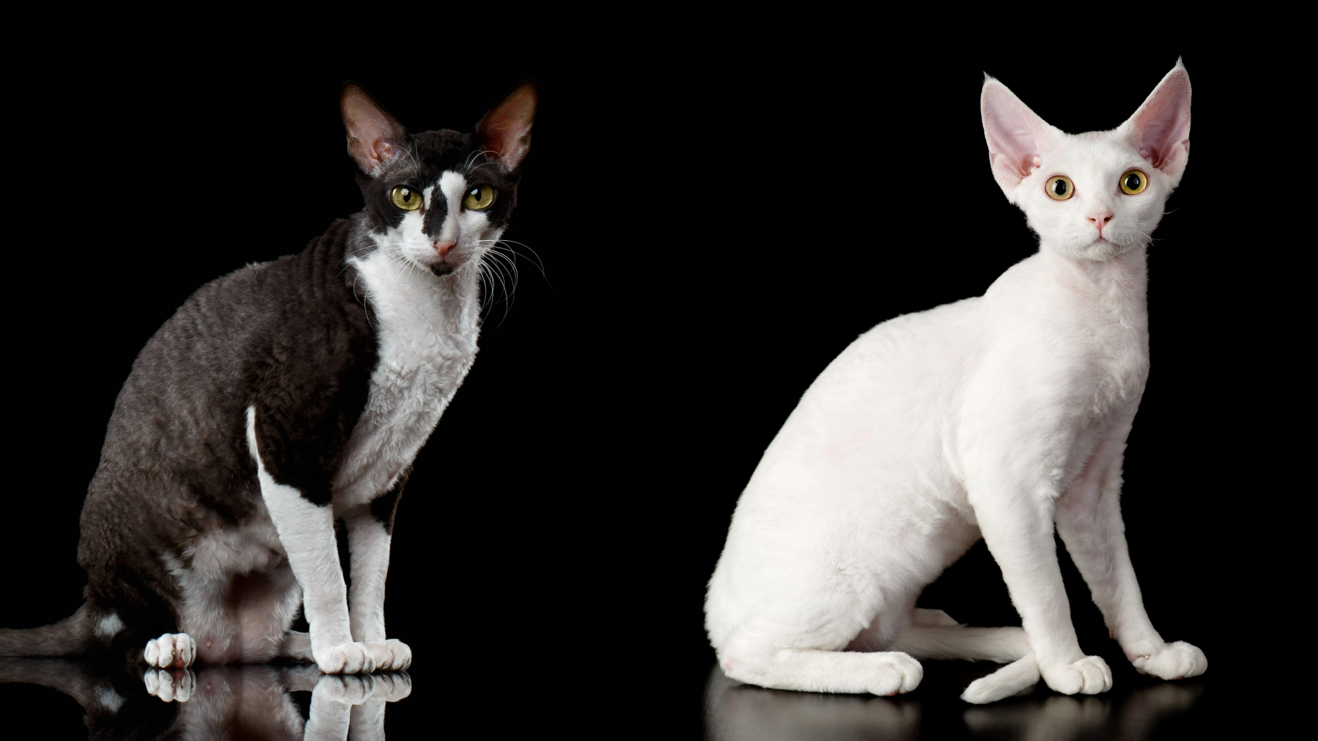 Devon Rex (left) Cornish Rex (right)