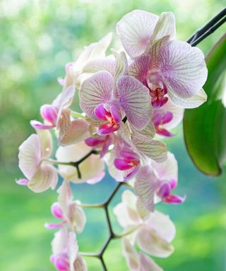 Phalaenopsis - Moth orchid