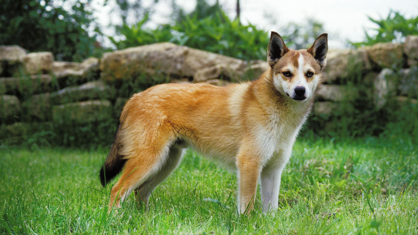Norwegian Lundehund in grass