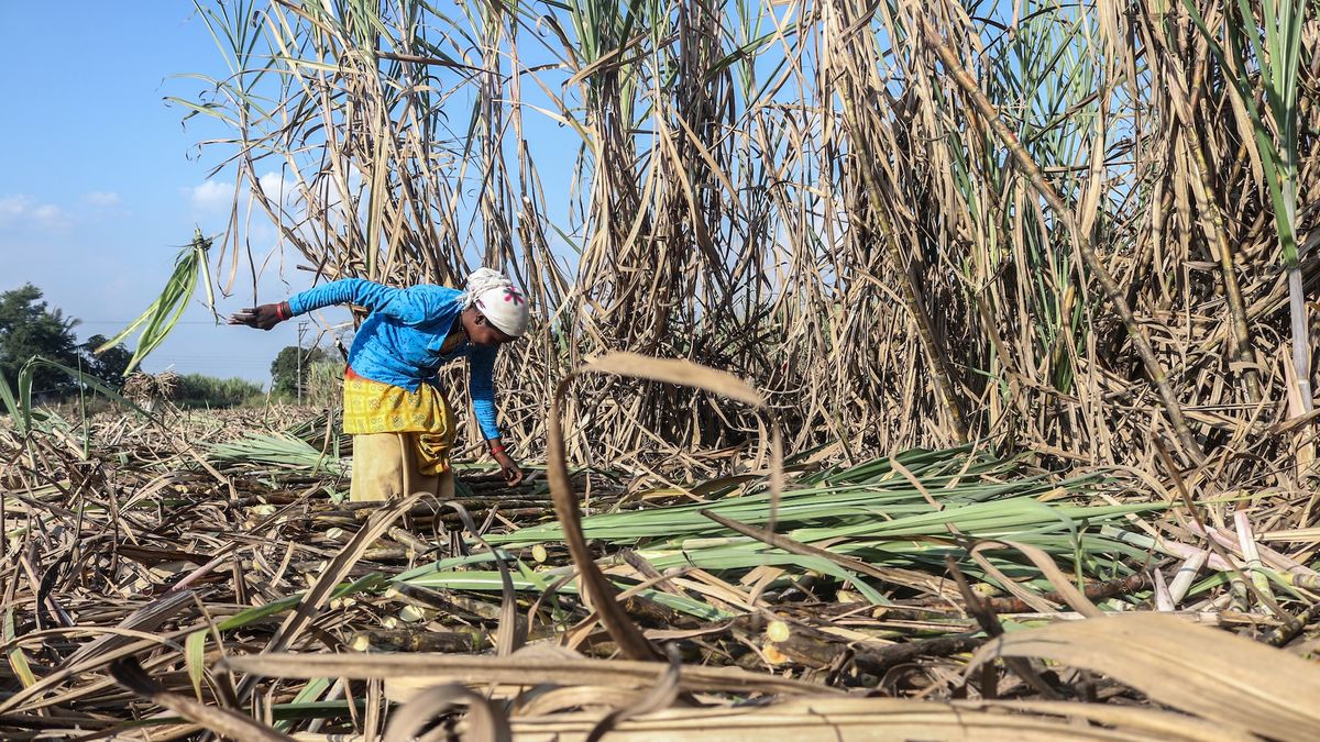  A dangerous condition that can cause seizures, coma and death could rise dramatically as the climate warms 