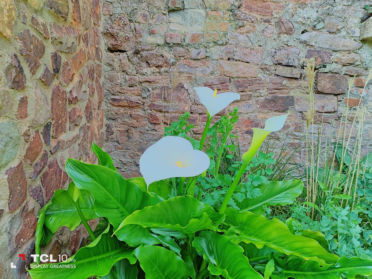 The AI couldn&rsquo;t handle these white lilies.