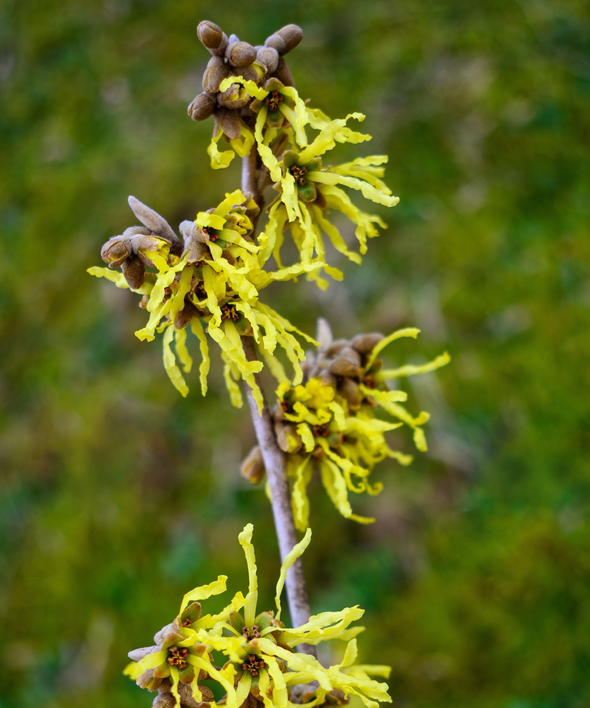 Witch hazel