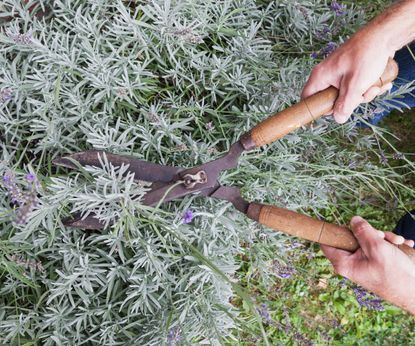chopping lavender shrub with large wooden loppers
