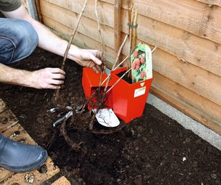 Planting bare root and pot-grown raspberries
