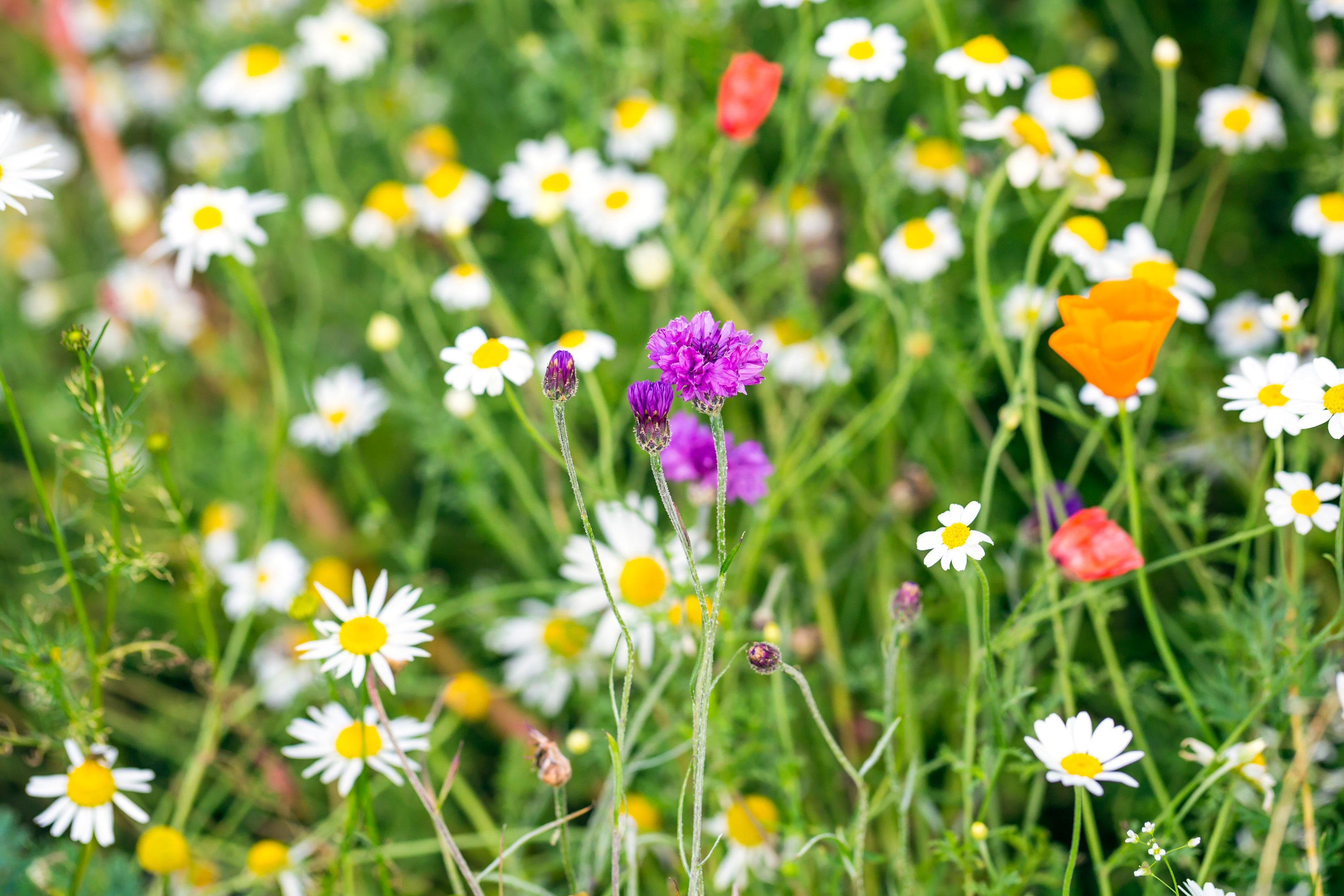 wildflowers growing as a lawn with poppies and daisies