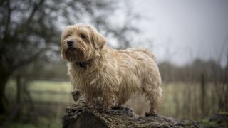 Norfolk terrier on cloudy day