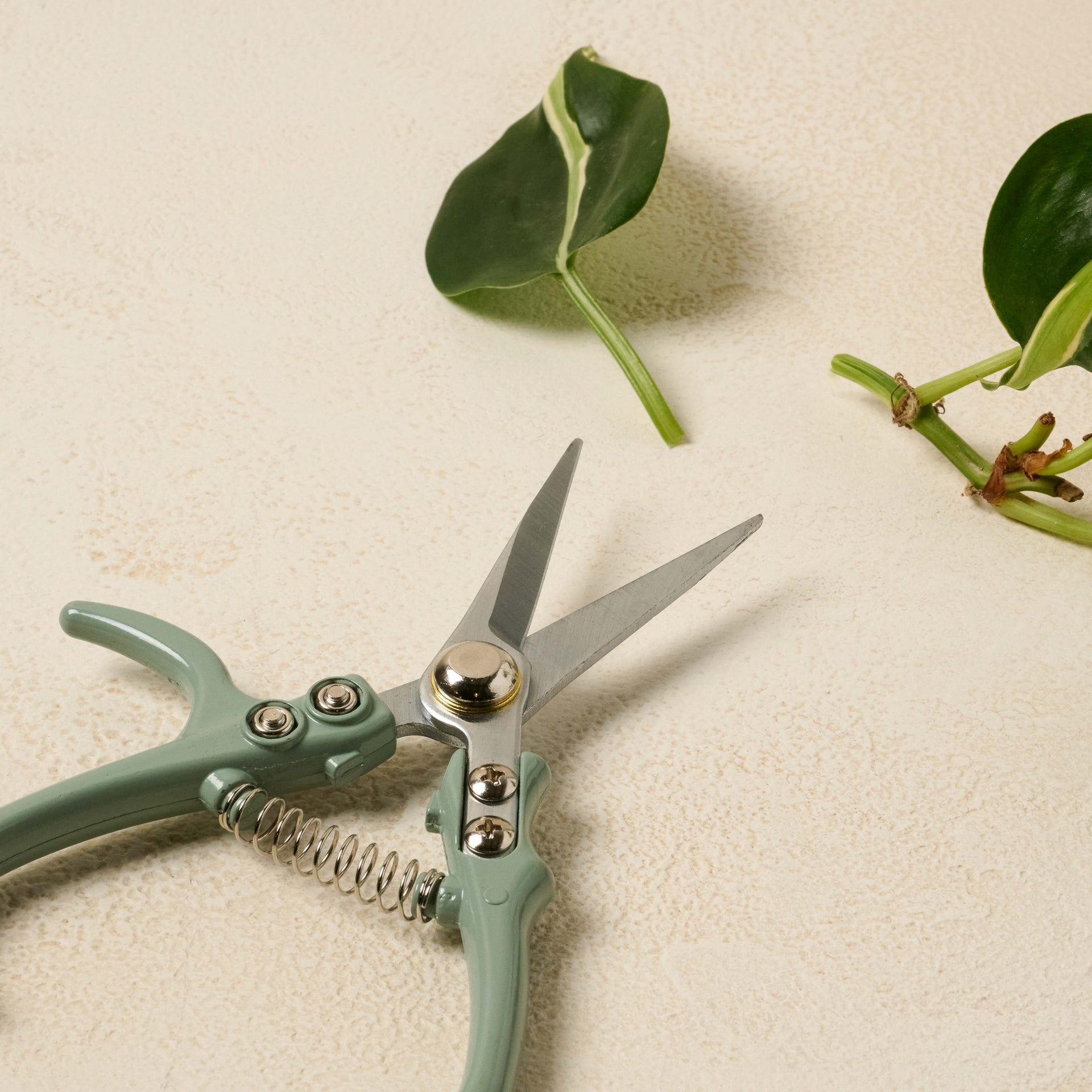 Pale Mint Shears