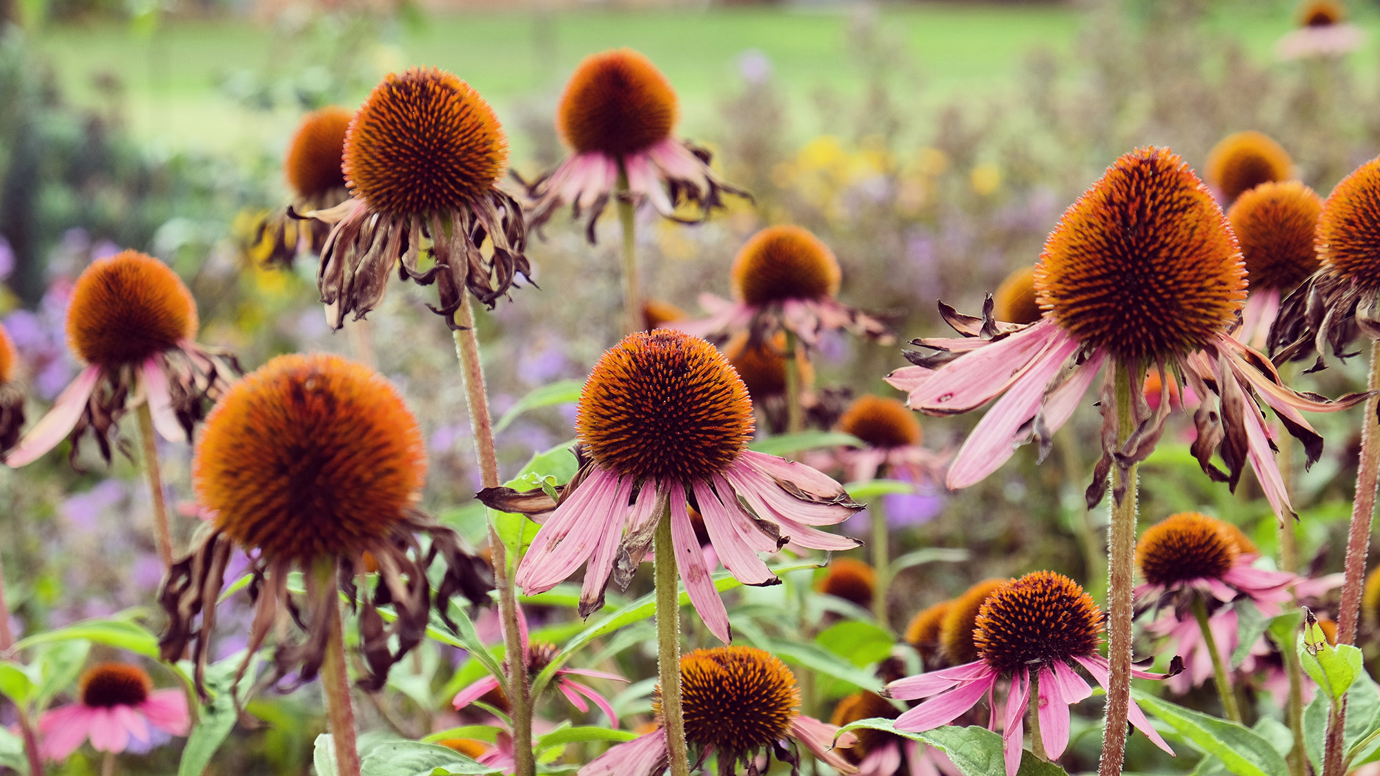 Cone flower seed heads
