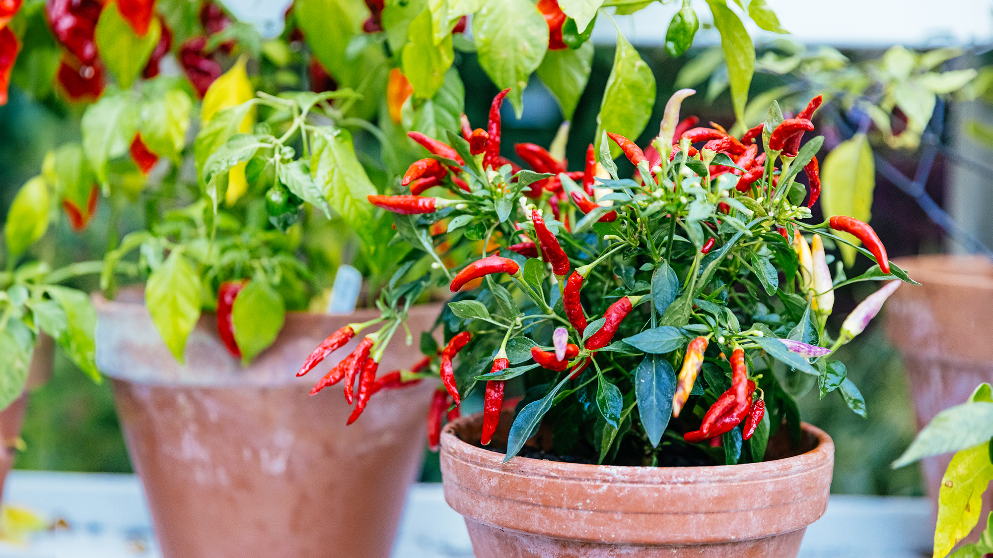 Terracotta pots planted with hot peppers