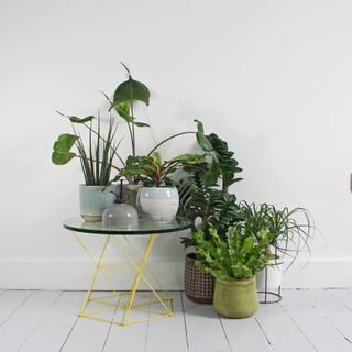 Selection of houseplants from bloombox