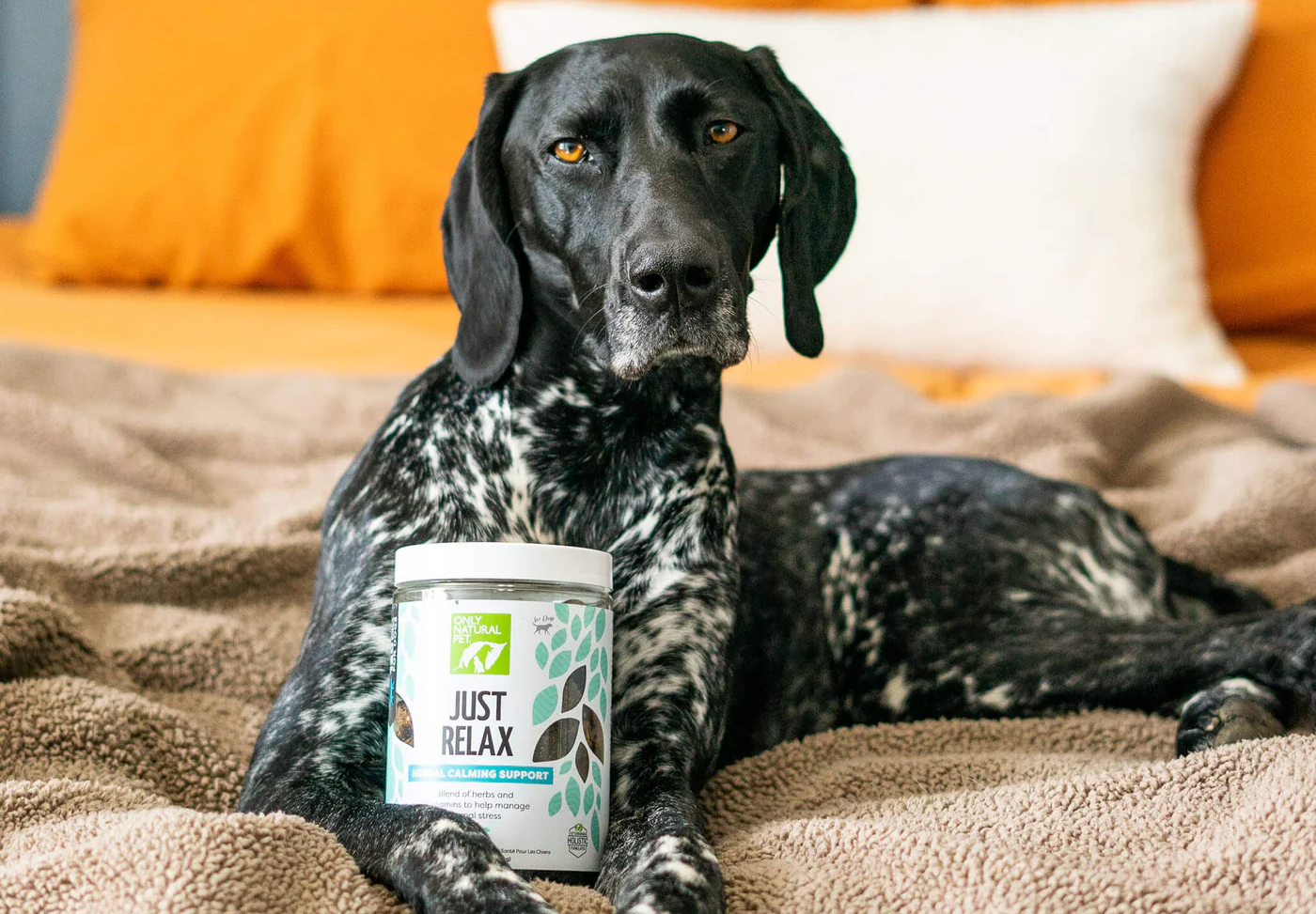 Only Natural Pet Calming chews in the paws of a dog on a bed.