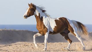 American paint horse