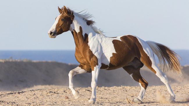 Horse breeds native to America: the US, Canada and Mexico | PetsRadar