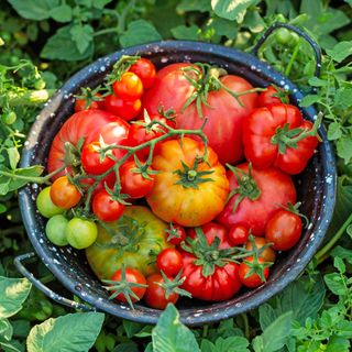 Freshly harvested tomatoes in a colander on vegetable plot