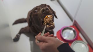 Dog being given tablespoon of food with medication in it