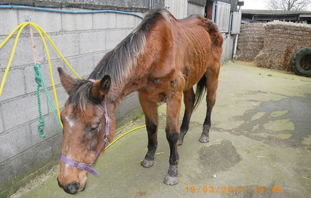 Tessa shortly after she was rescued